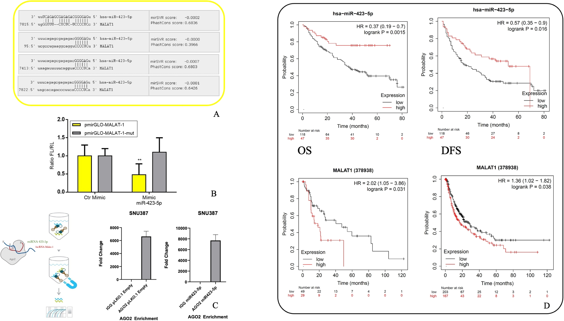 MiR-423-5p is a metabolic and growth tuner in hepatocellular carcinoma via MALAT-1 and mitochondrial interaction