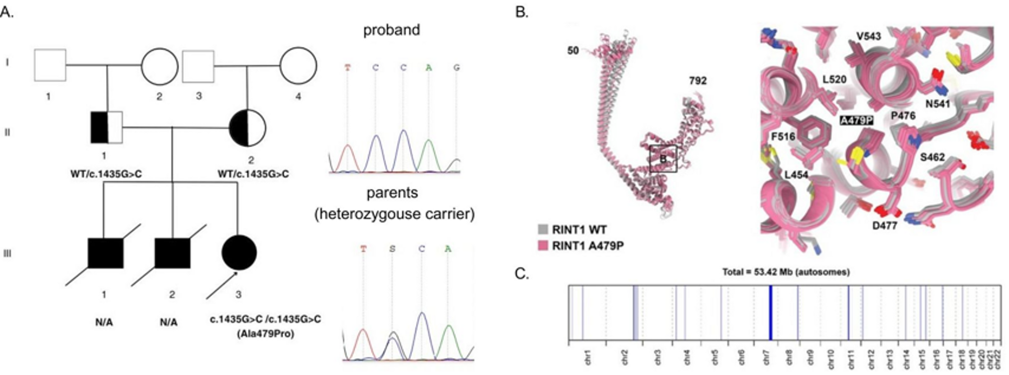 Recurrent acute liver failure and neutropenia caused by a novel homozygous RINT1 variant: a brief report of phenotypic expansion and population-specific findings