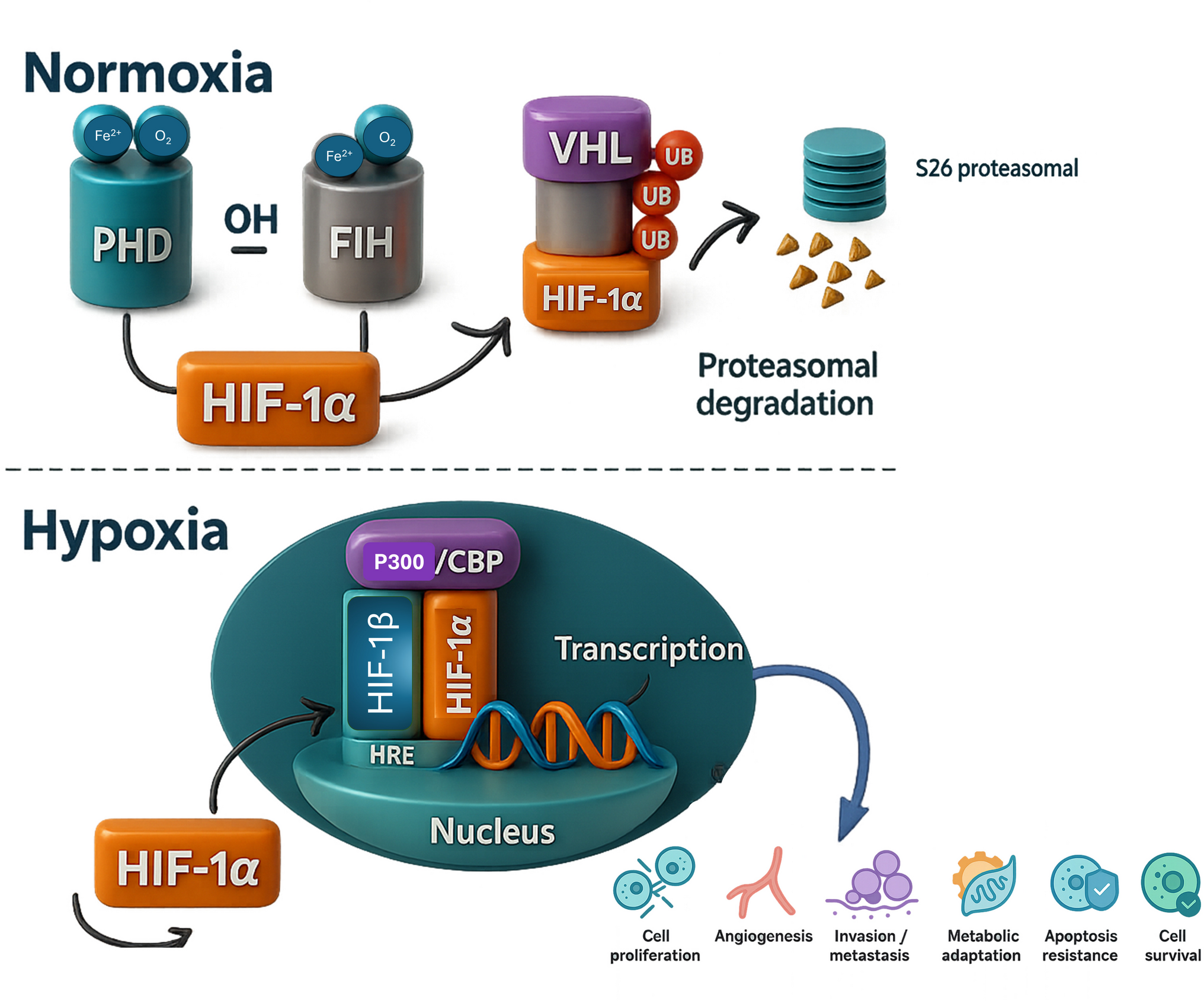 Tackling tumor hypoxia: advances in breaking the oncogenic HIF-1α–p300/CBP alliance