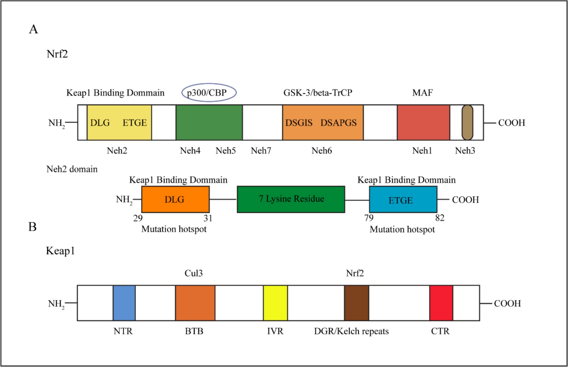 Targeting the Keap1/Nrf2 axis in cancer: molecular mechanisms and pharmacological interventions