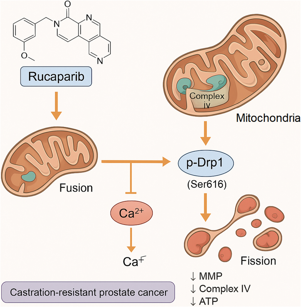 Rucaparib induces mitochondrial fragmentation and apoptosis in prostate cancer cells by targeting Drp1