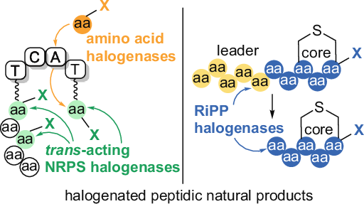 Peptide halogenation biochemistry: interfacing pharmaceutical deliverables with chemical innovation