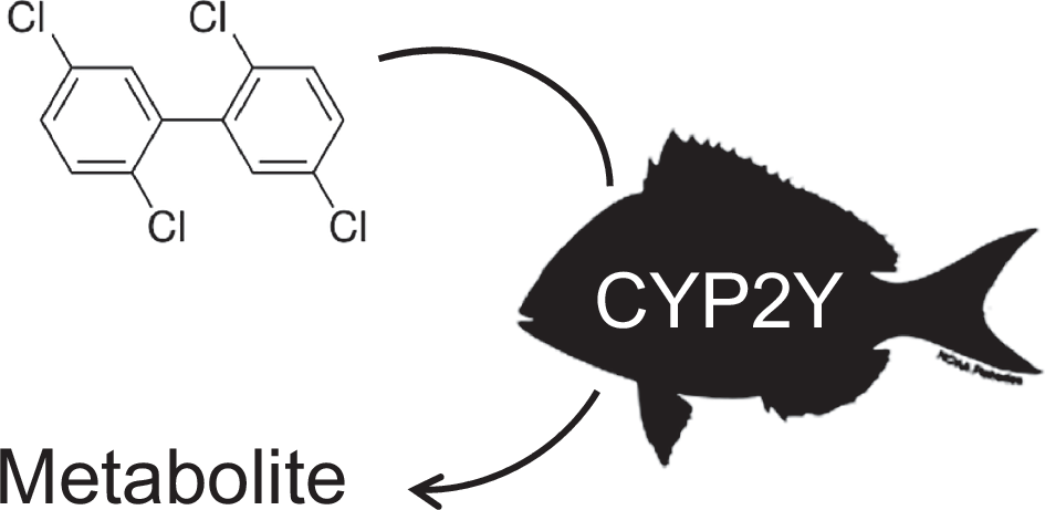 Metabolism of 2,2′,5,5′-tetrachlorobiphenyl (PCB52) by a fish cytochrome P450 (CYP2Y) orthologous to the human CYP2ABFGST gene cluster