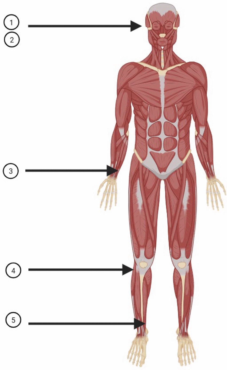 The requirement of neuromuscular monitoring—is any site good enough?