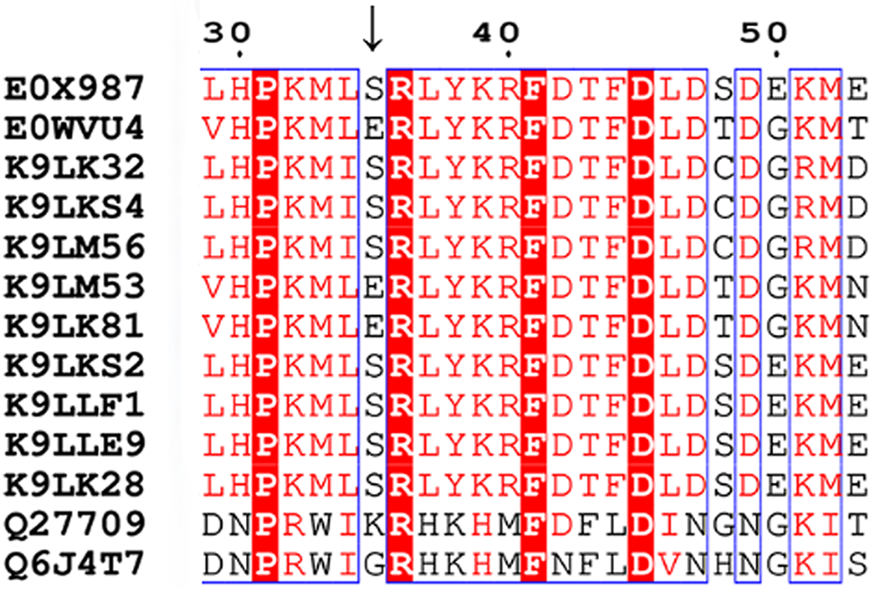 The Charge-driven Engineering of Mnemiopsin 2: Impact of Serine 35 Mutation on Activity and Stability