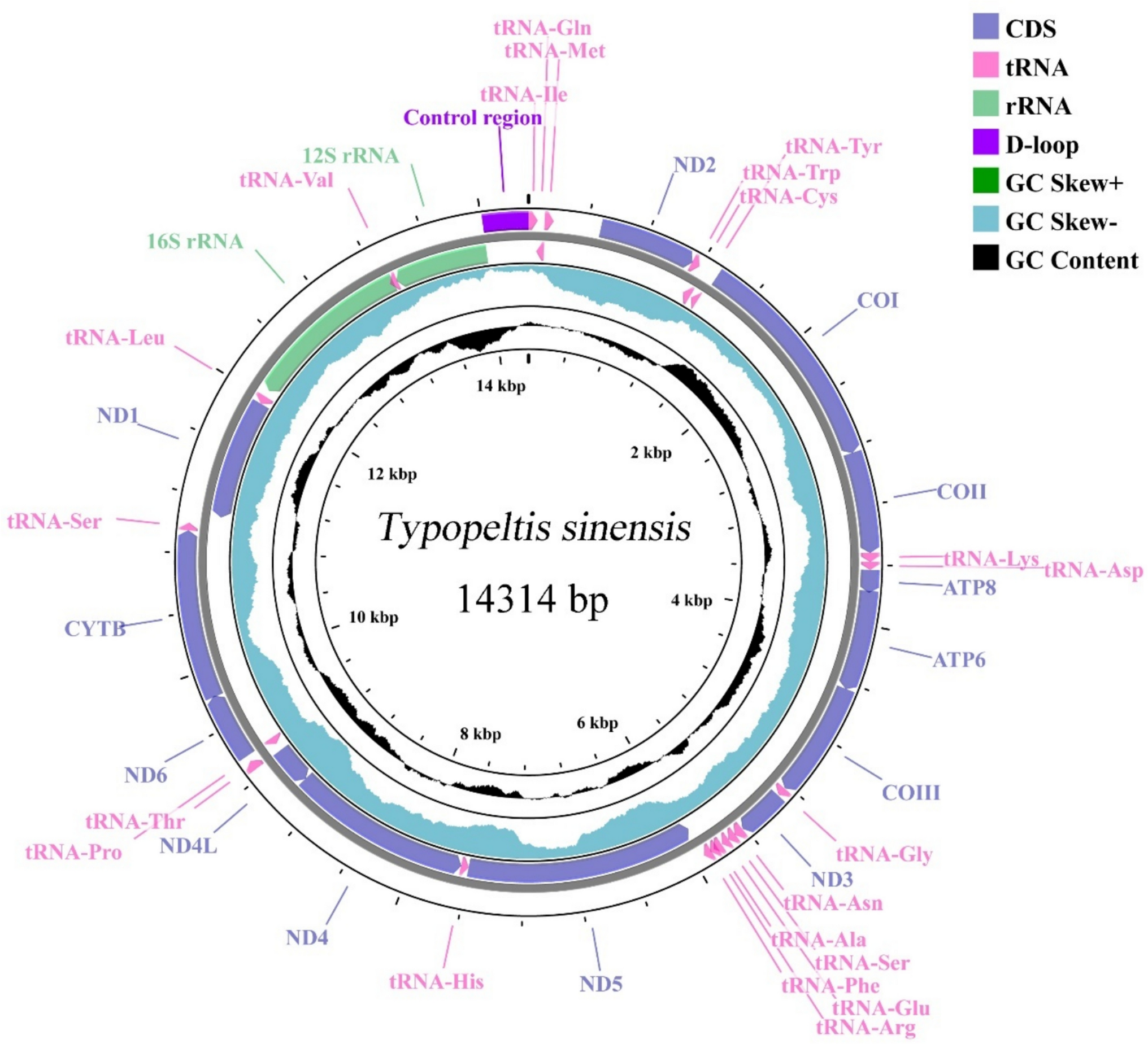 Comparative analysis of the mitochondrial genome of whip scorpion,  (Butler, 1872) (Arachnida: Thelyphonidae) with phylogenetic implication