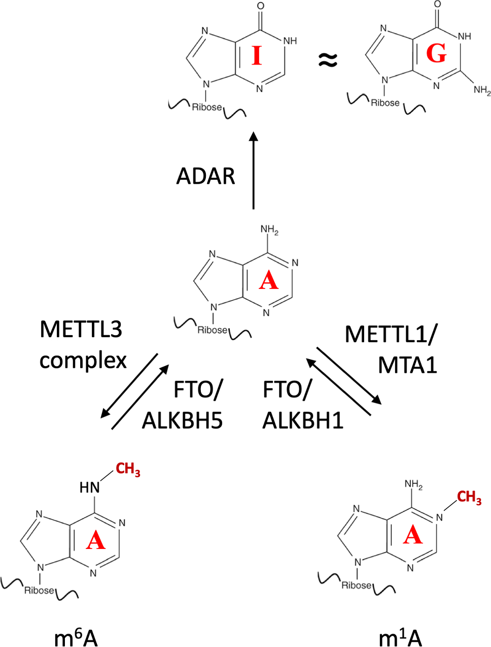 On the reversibility of RNA deamination versus RNA methylation: exploring the proximate and ultimate causes