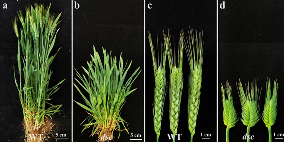 Mapping and gene cloning of a wheat mutant  with dwarf and compacted spikes