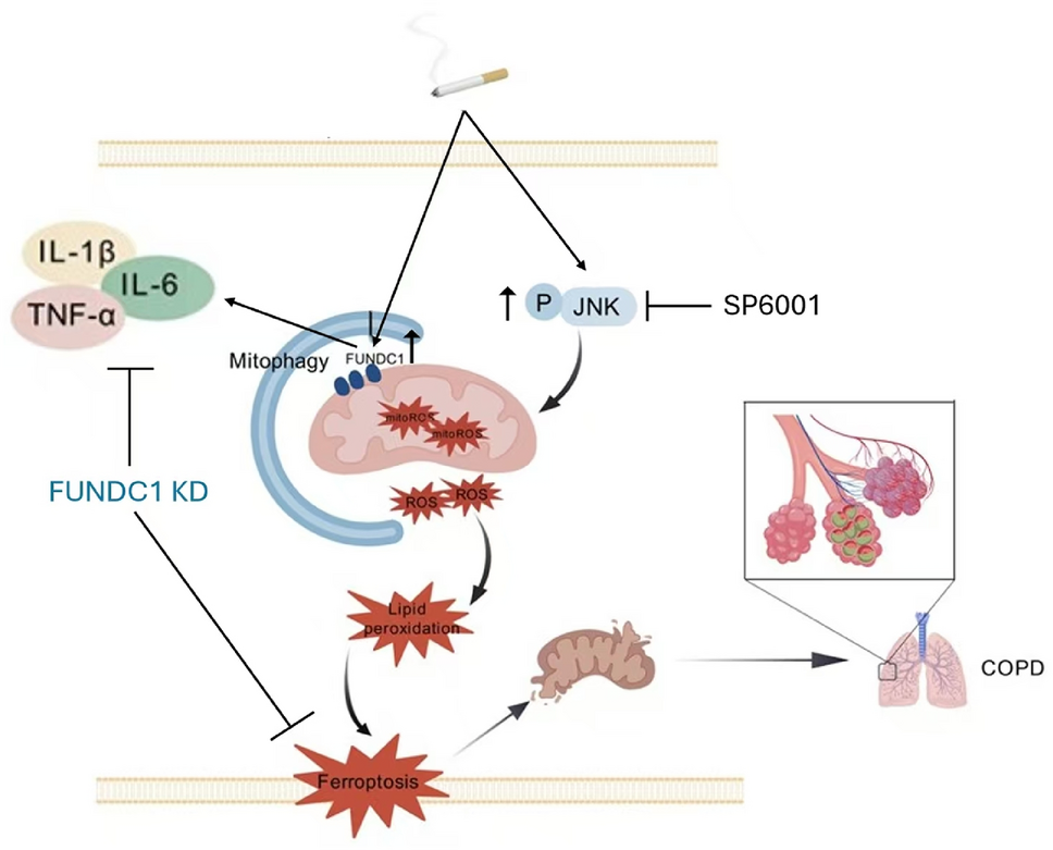 FUNDC1 Promoted Ferroptosis via JNK Pathway in Cigarette Smoking-Induced Chronic Obstructive Pulmonary Disease