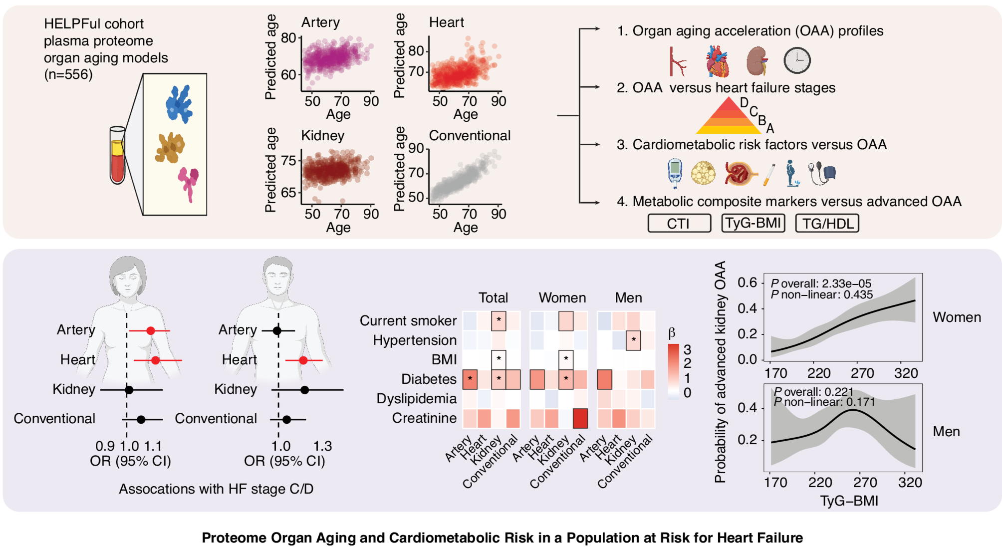 Proteome organ aging and cardiometabolic risk in a population at risk for heart failure