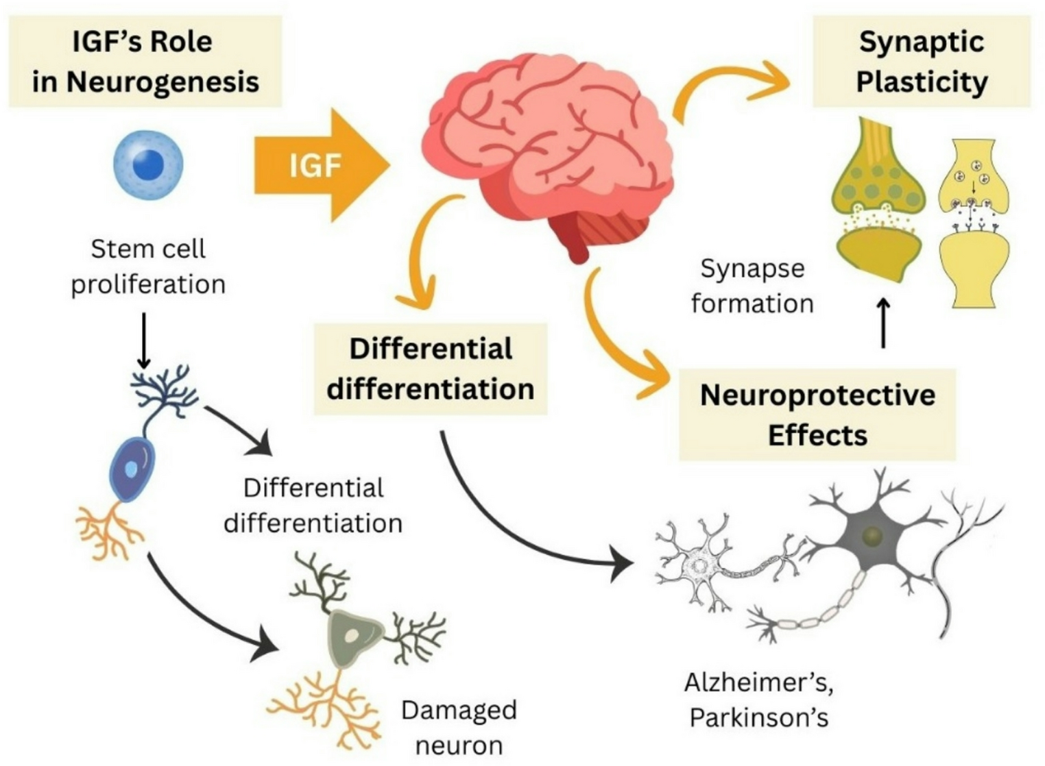 Targeting the Gut-Brain Axis Through Insulin-like Growth Factors: Therapeutic Implications and Future Directions