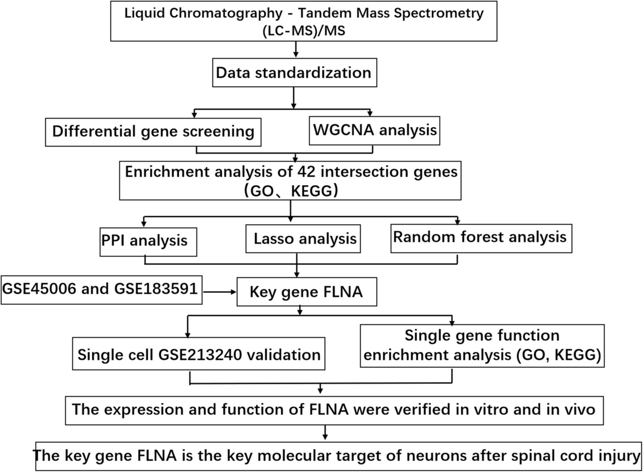 Machine Learning Identifies FLNA as a Key Molecular Target Regulating Neuronal Apoptosis after Spinal Cord Injury