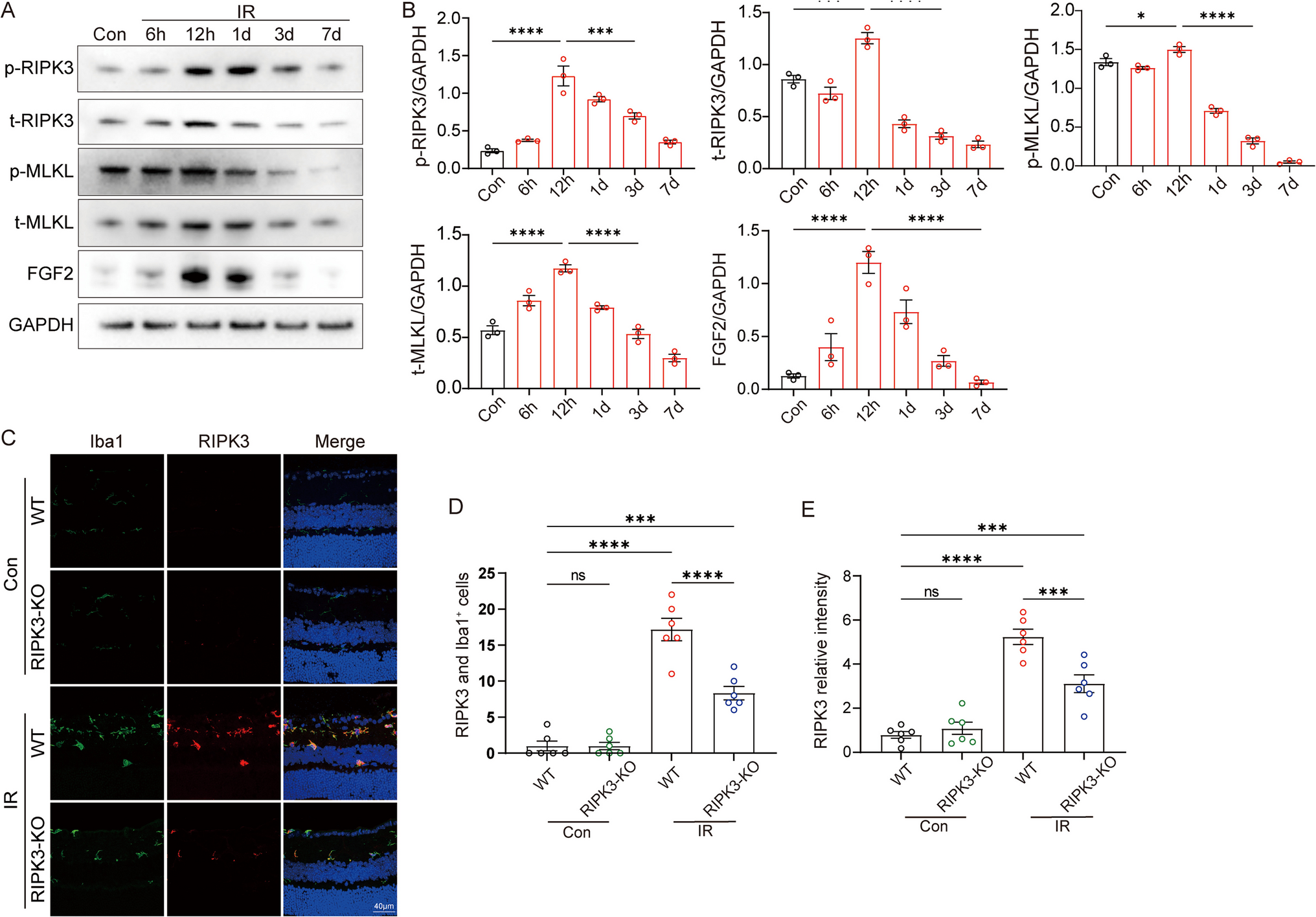 Microglial Necroptosis Mediated by RIPK3 Leads to Retinal Ganglion Cell Apoptosis Through the Release of FGF2 After Ischemia/Reperfusion