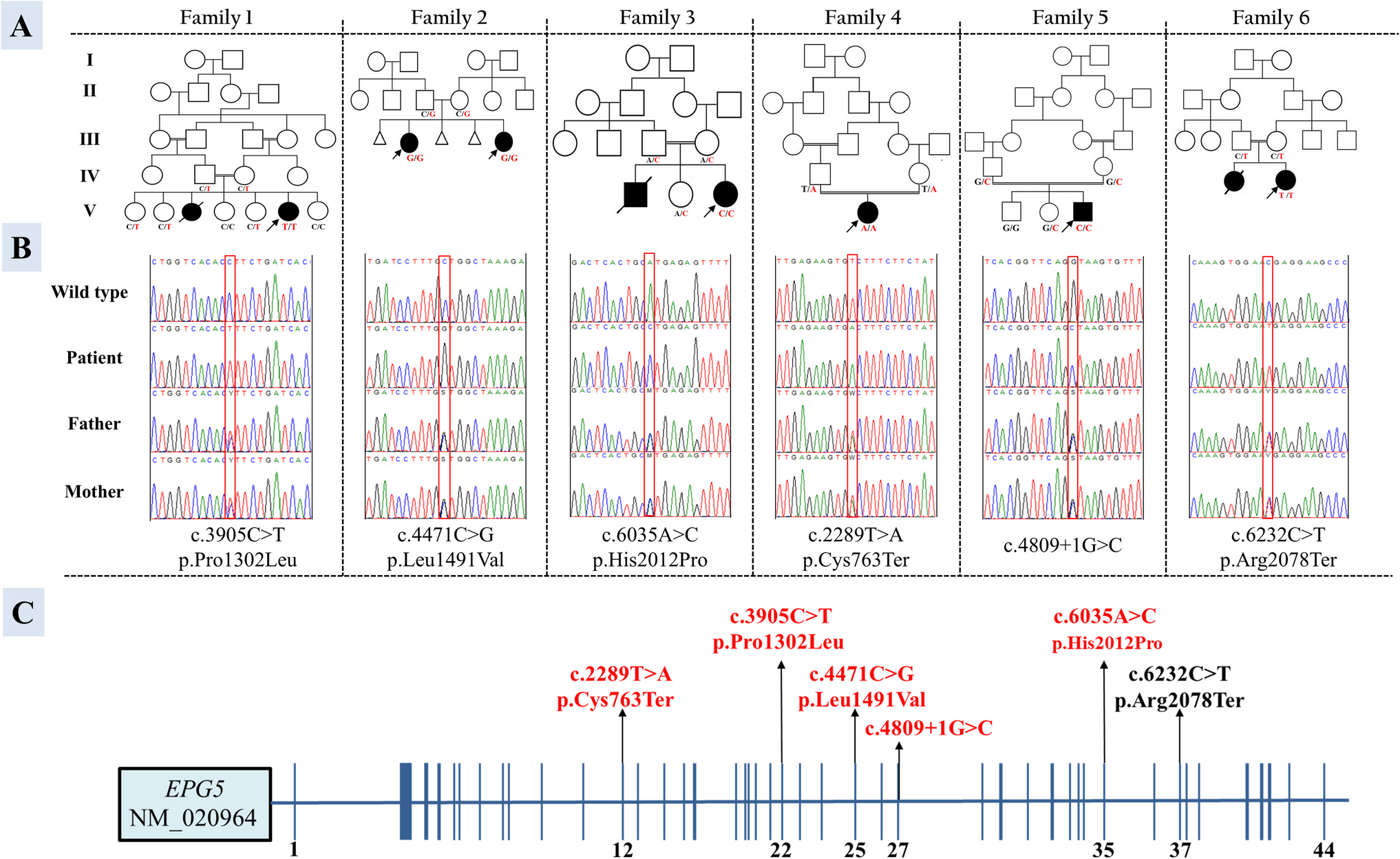 -Related Disorders in Seven New Patients: Refining the Phenotypic Spectrum and Insights on Phenotype-Genotype Correlations