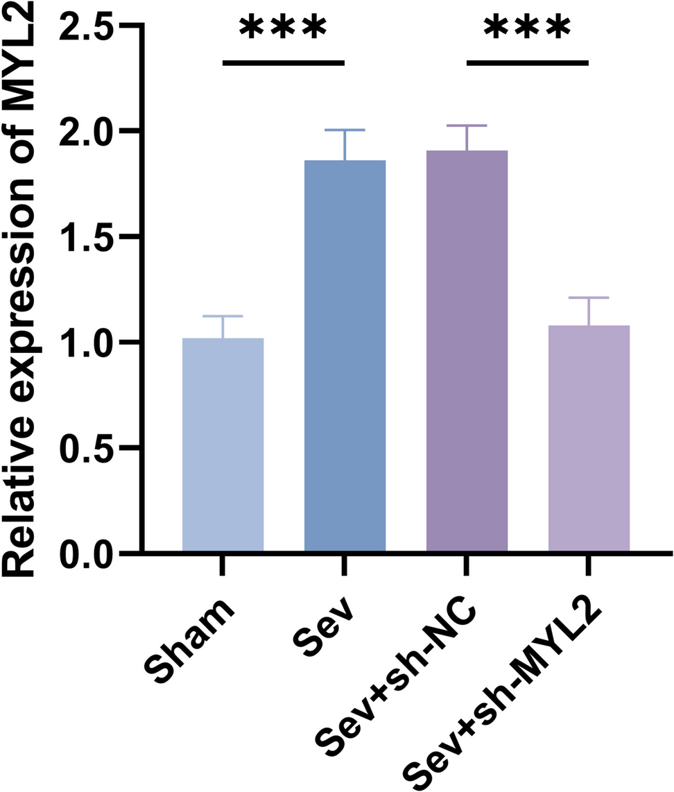 LncRNA MYL2 Acts as a Sponge for miR-661 to Regulate Postoperative Cognitive Dysfunction