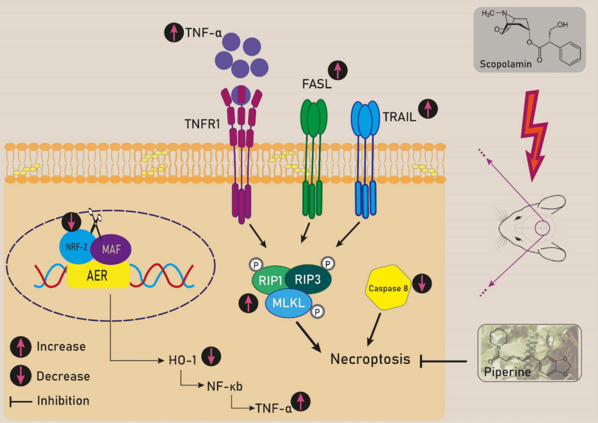 Piperine Prevents Scopolamine-Induced Cognitive Impairment via its Antioxidant and Anti-Inflammatory Roles; Suggesting Potential Modulation of Necroptosis-Related Genes Including MLKL and TNF-α