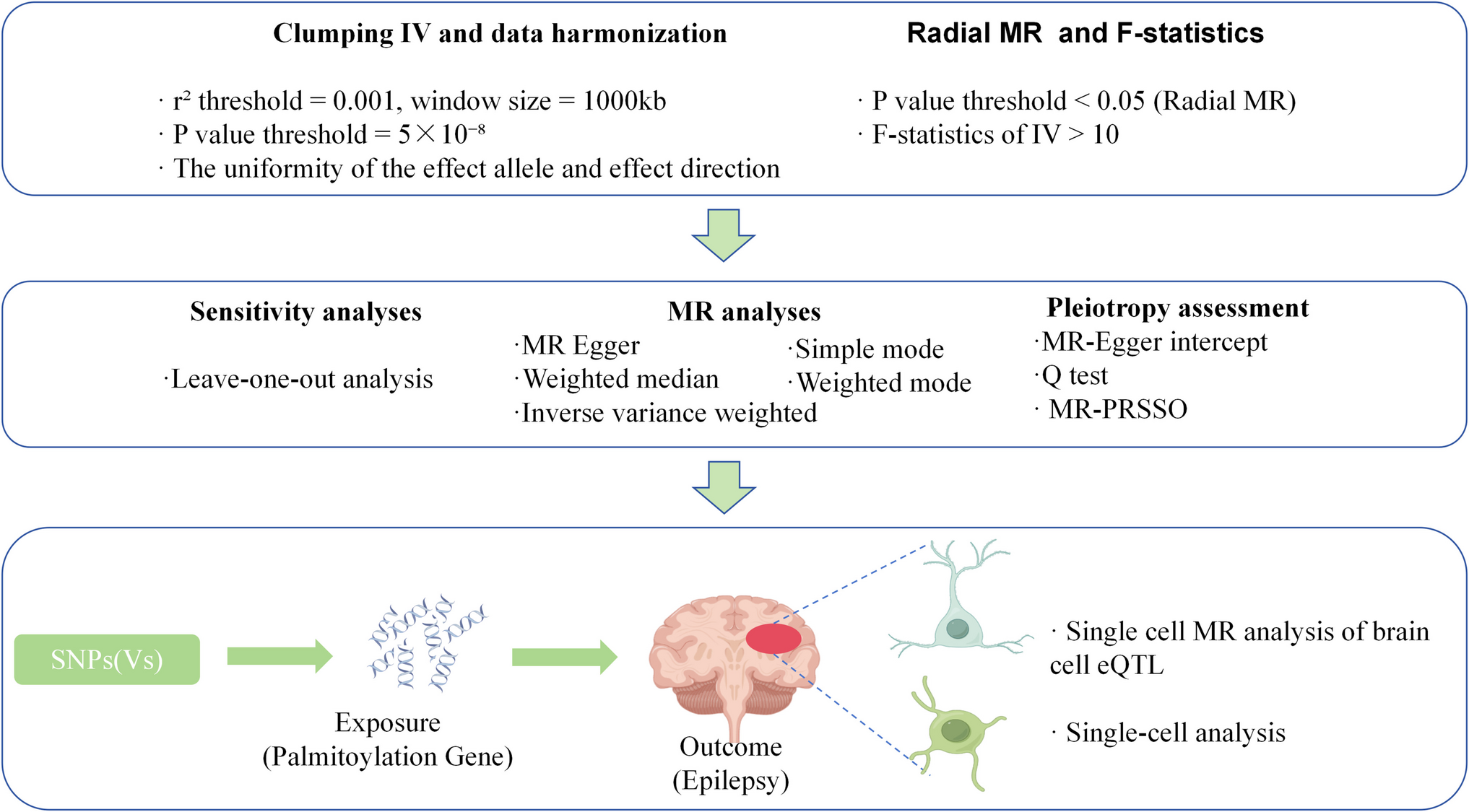 An Investigation of the Causal Link Between Palmoylation Genes and Epilepsy Utilising Multi-omics Mendelian Randomisation Analysis and Validation Through Single-Cell Evidence