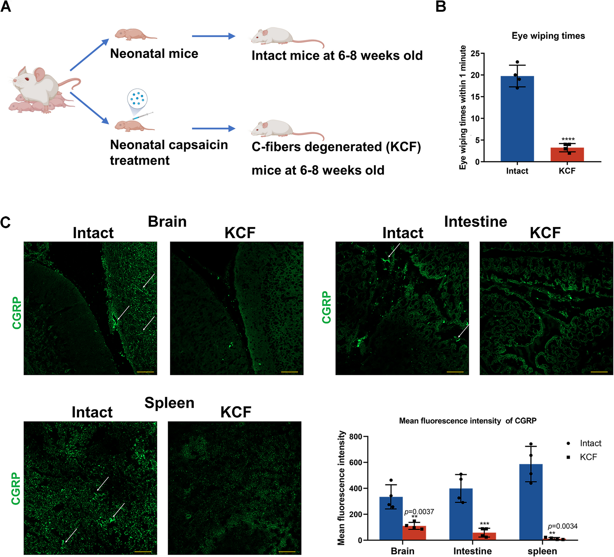 Transcriptome Profiling Across Multiple Organs Unveils Potential Regulatory Effects of C-Fibers on Host in Mice