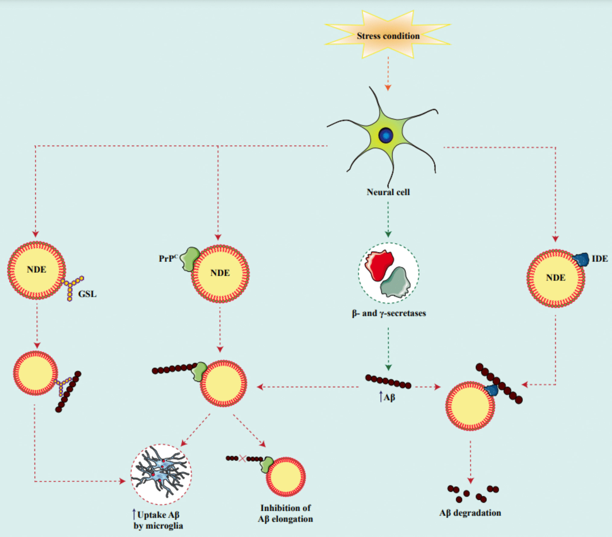 Exosome/Extracellular Vesicles-Based Therapeutics in Alzheimer’s Disease: Neuroprotective Roles and Future Perspectives