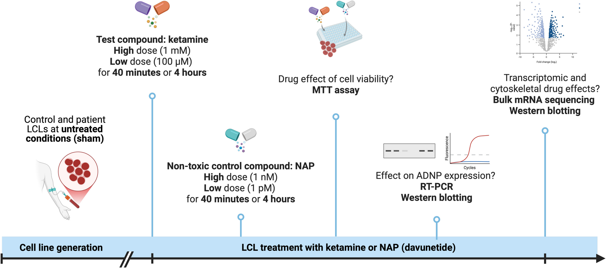 The ADNP-Mediated Transcriptome Response to Ketamine Impairs the Cytoskeletal Protein Axis