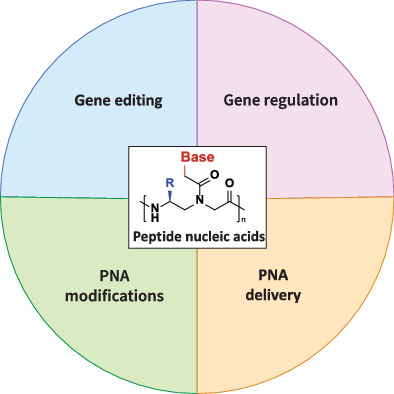 Peptide nucleic acids and their role in gene regulation and editing
