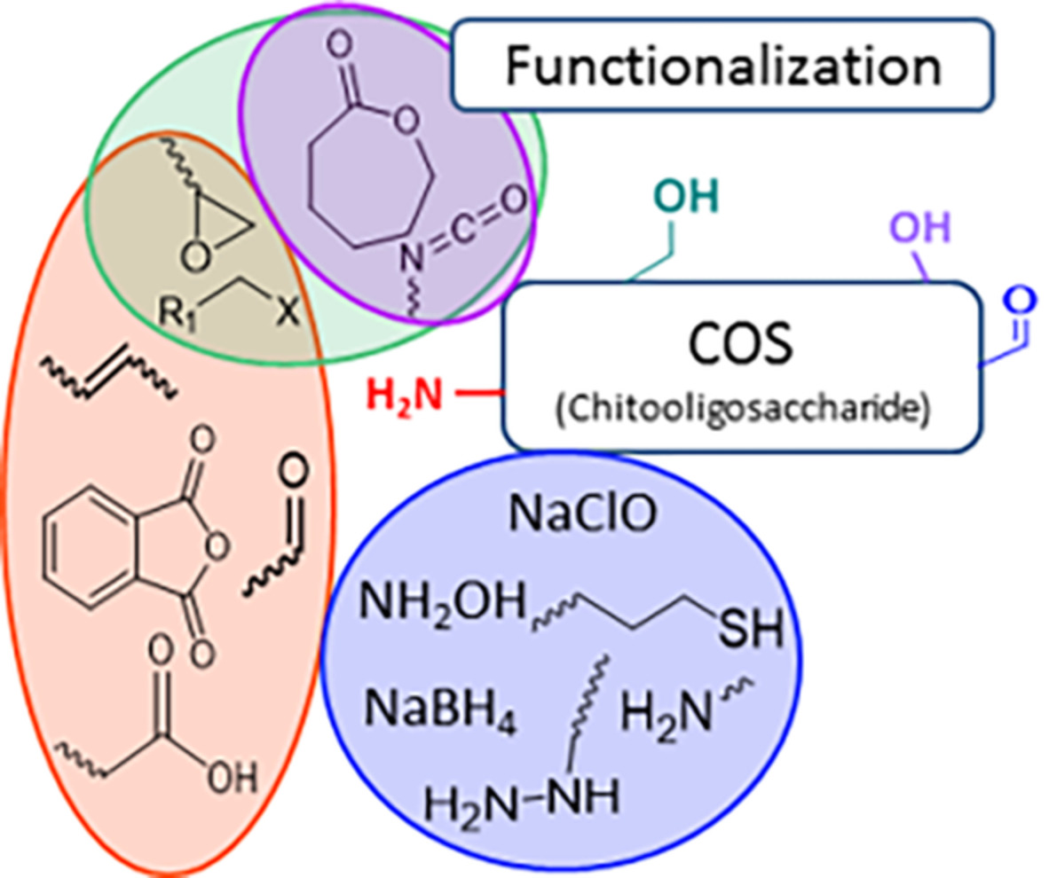 Advances in chitooligosaccharides chemical modifications