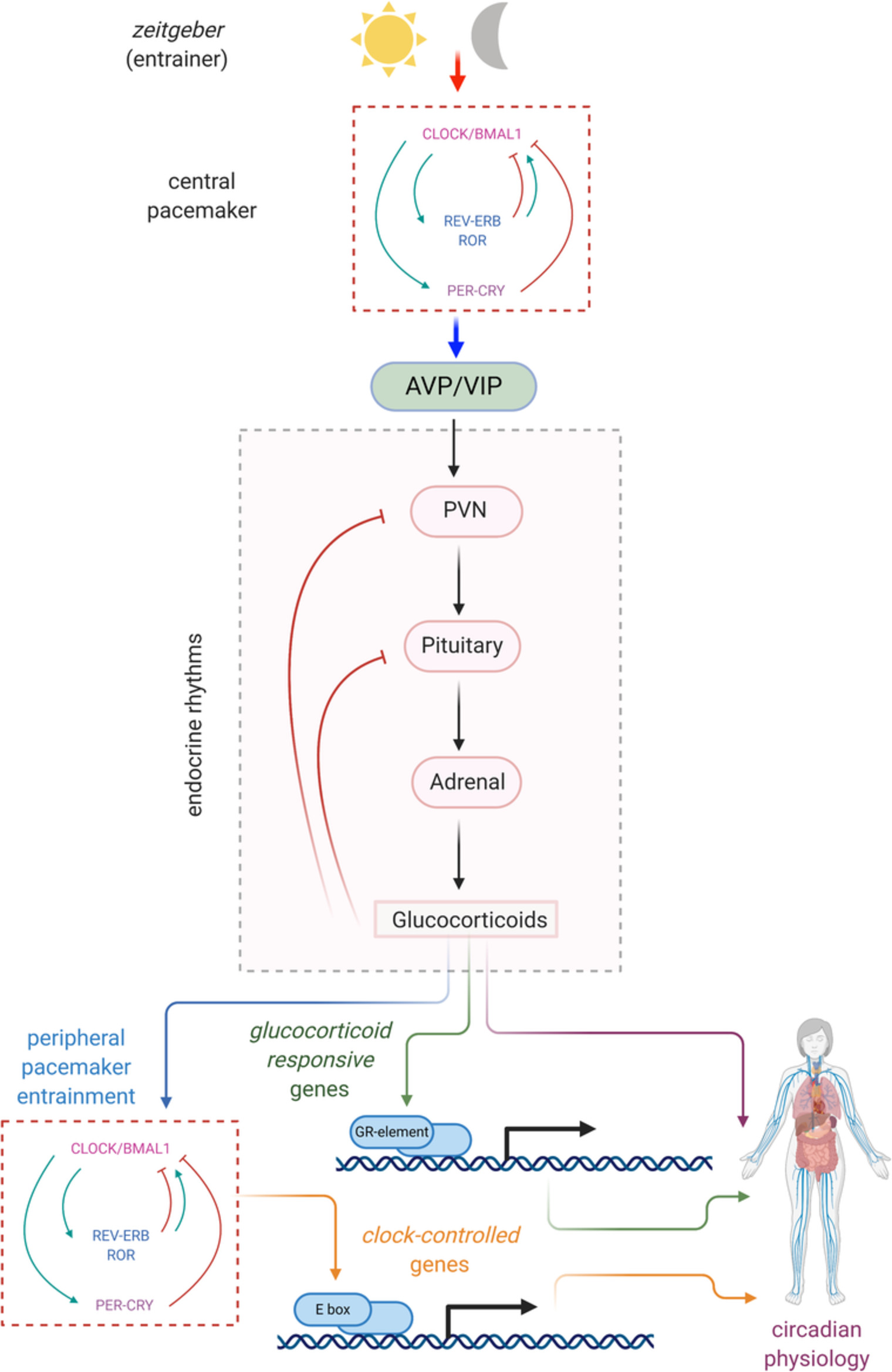 Circadian rhythms and the HPA axis: A systems view