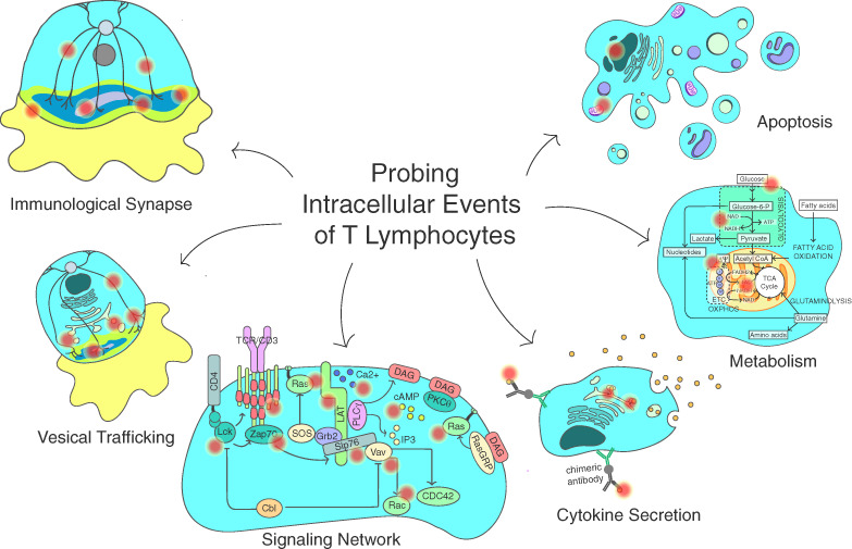Bioengineering tools for probing intracellular events in T lymphocytes