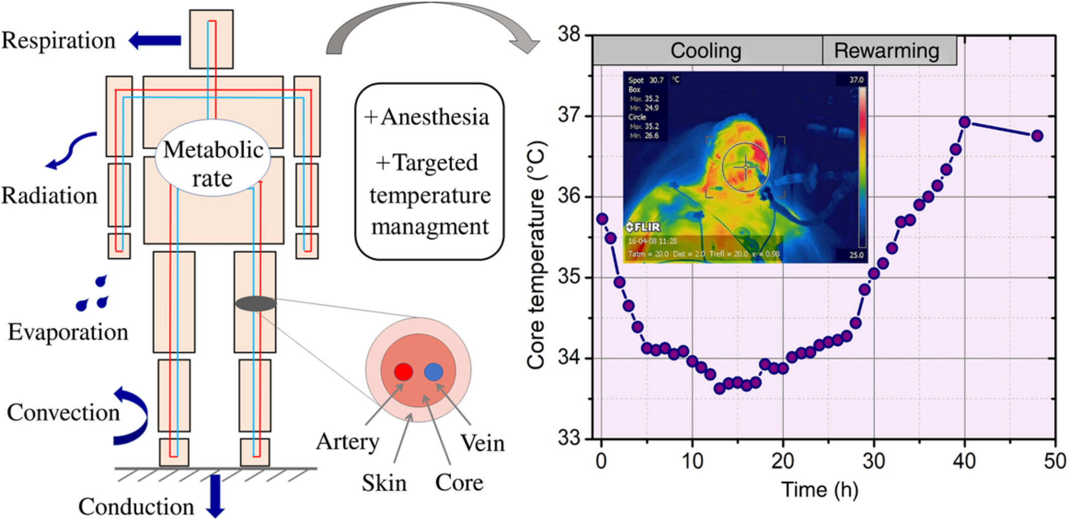 Thermoregulation: A journey from physiology to computational models and the intensive care unit