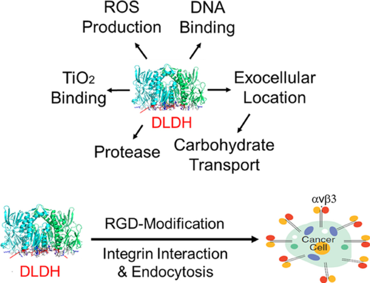 The moonlighting activities of dihydrolipoamide dehydrogenase: Biotechnological and biomedical applications