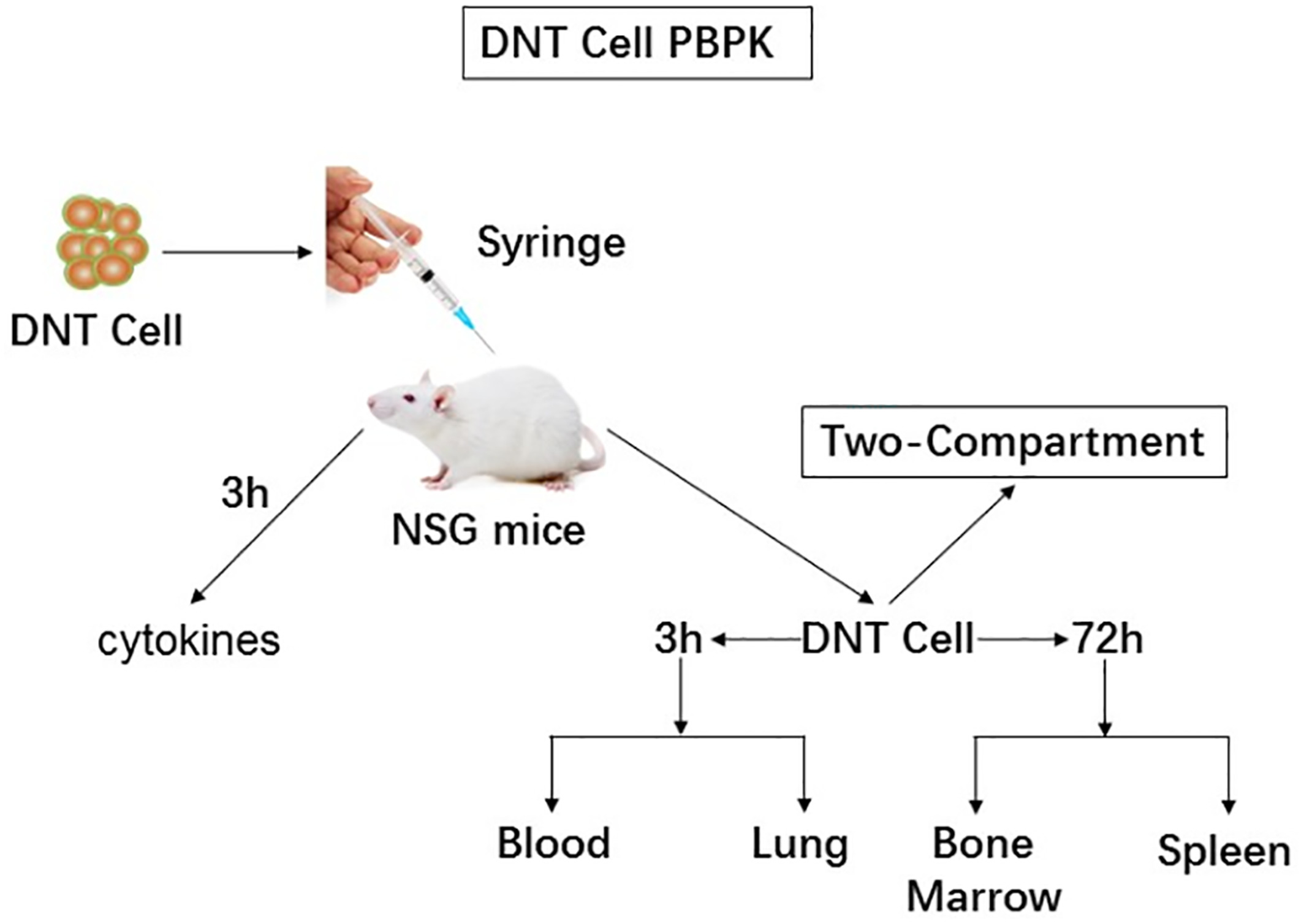 Profiling pharmacokinetics of double‐negative T cells and cytokines via a single intravenous administration in NSG mice