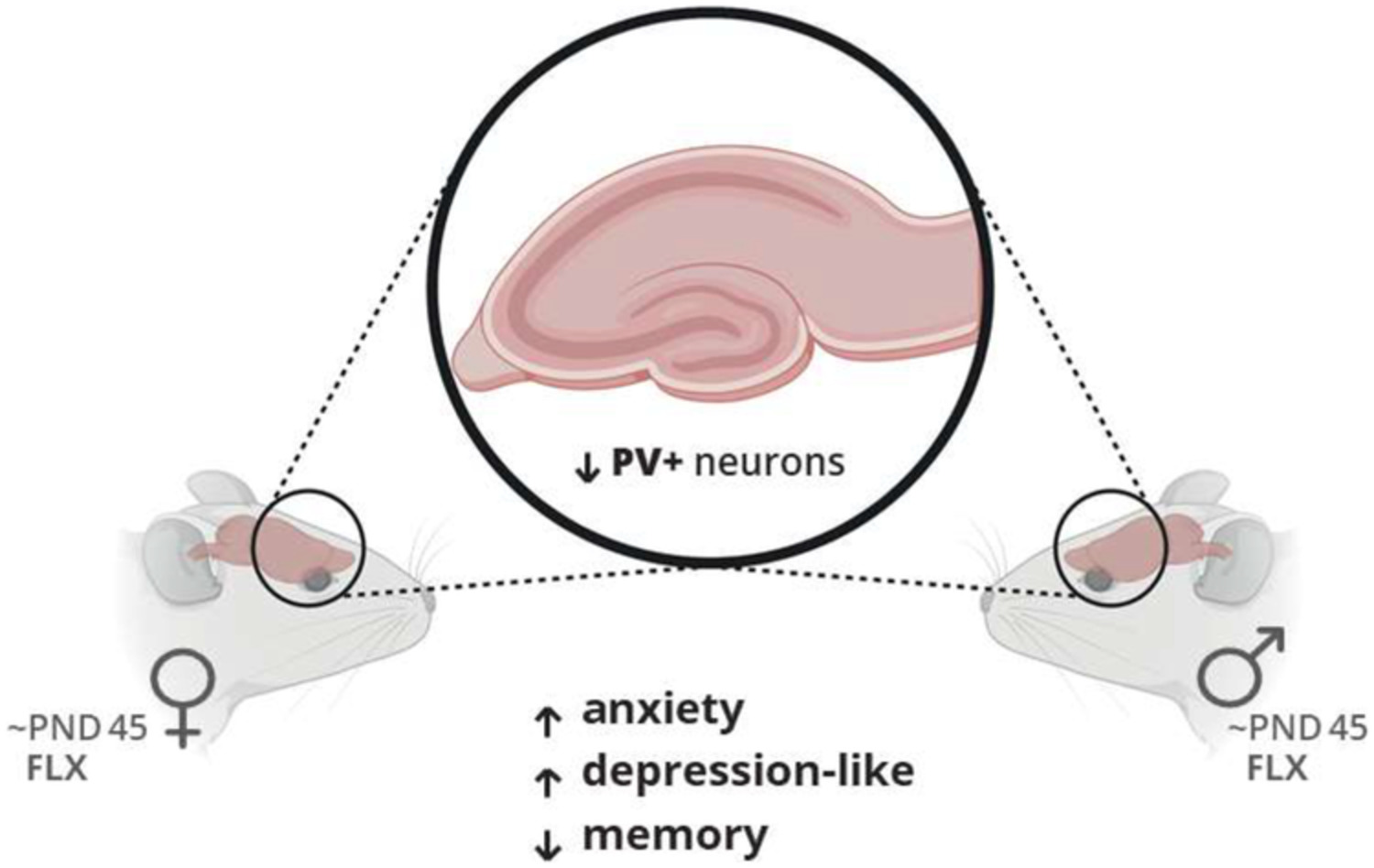 Postnatal exposure to fluoxetine led to cognitive‐emotional alterations and decreased parvalbumin positive neurons in the hippocampus of juvenile Wistar rats