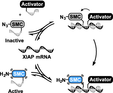 Toward conditional control of Smac mimetic activity by RNA‐templated reduction of azidopeptides on PNA or 2′‐OMe‐RNA