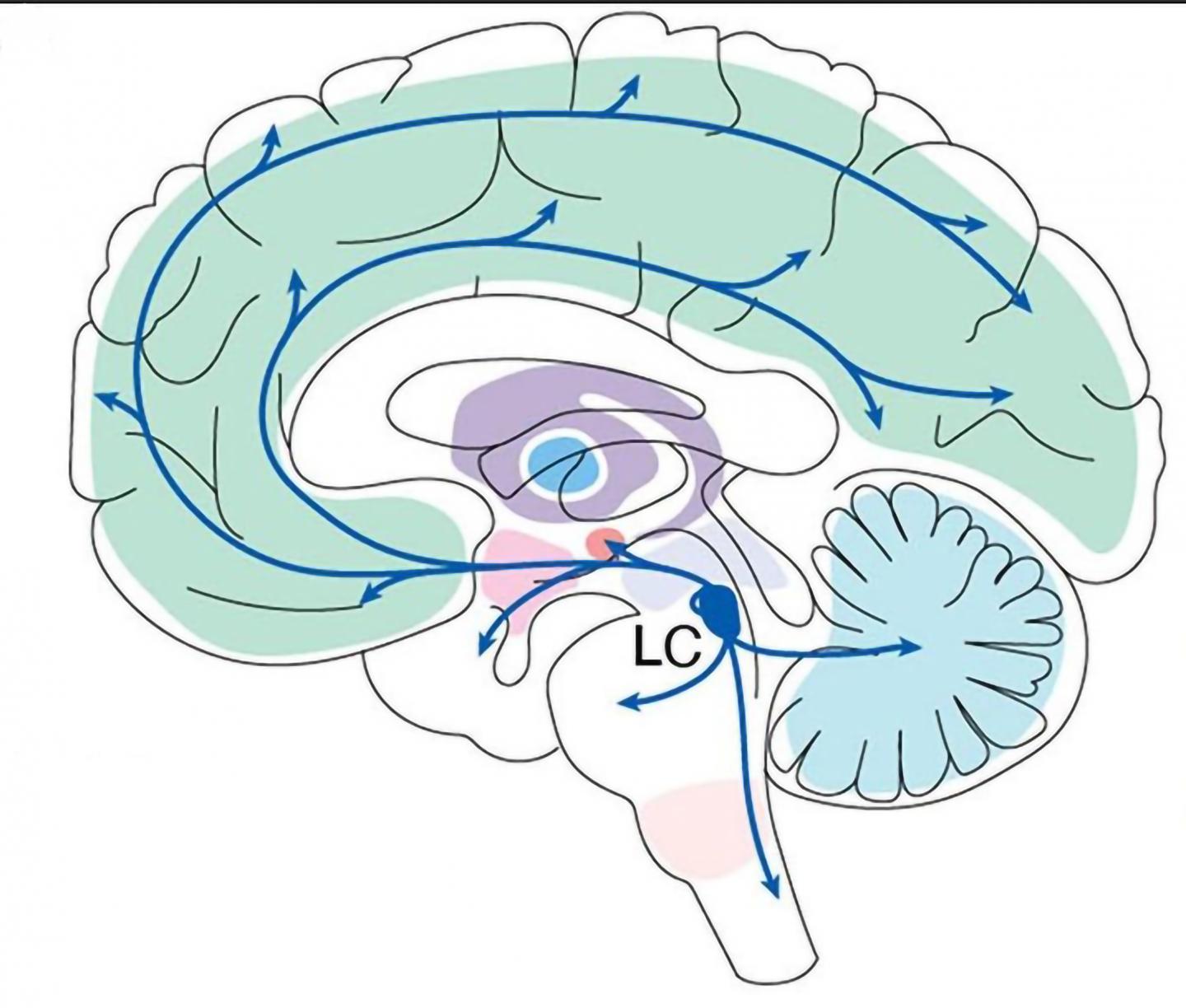 Neuroscientists posit that brain region is a key locus of learning
