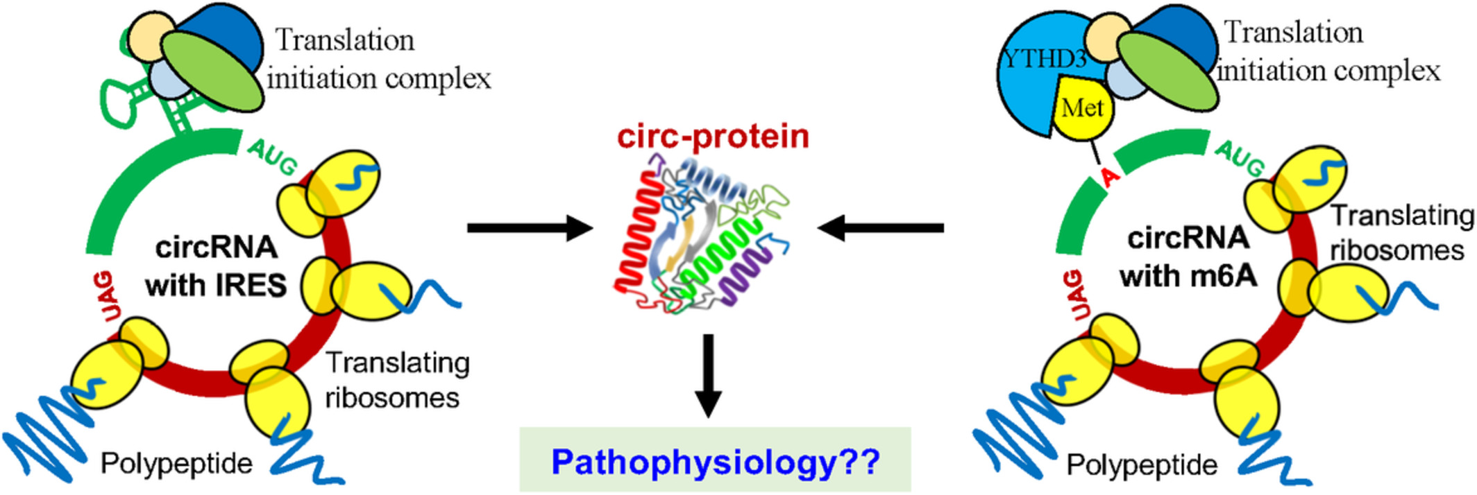 Circular RNA translation, a path to hidden proteome