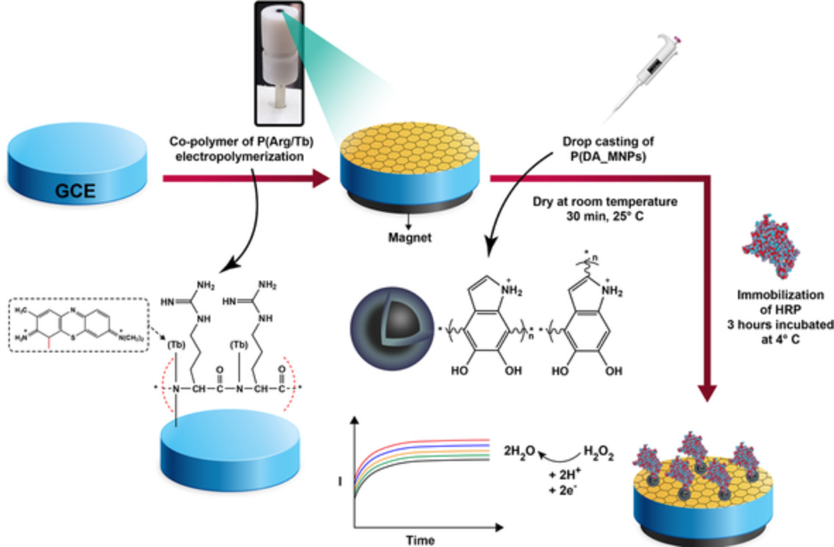 Enzymatic recognition of hydrogen peroxide (H2O2) in human plasma samples using HRP immobilized on the surface of poly(arginine‐toluidine blue)‐modified Fe3O4 nanoparticles modified polydopamine; A novel biosensor