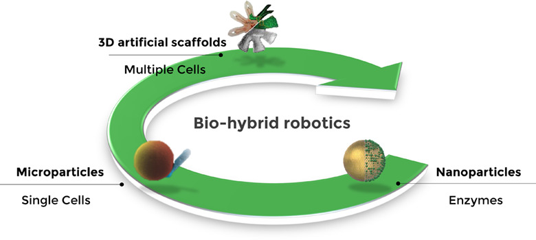 Biohybrid robotics: From the nanoscale to the macroscale
