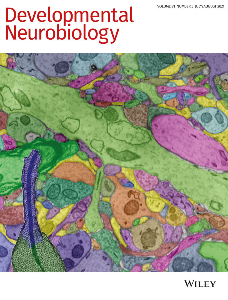 Neuron–glia interaction in the Drosophila nervous system