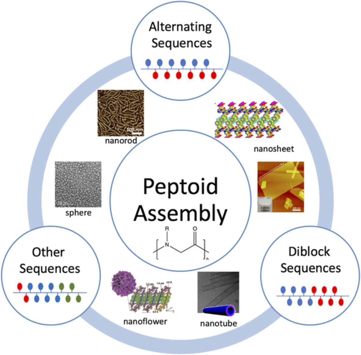 Hierarchical assemblies of polypeptoids for rational design of advanced functional nanomaterials