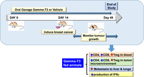 Reduced infiltration of regulatory T cells in tumours from mice fed daily with gamma‐tocotrienol supplementa