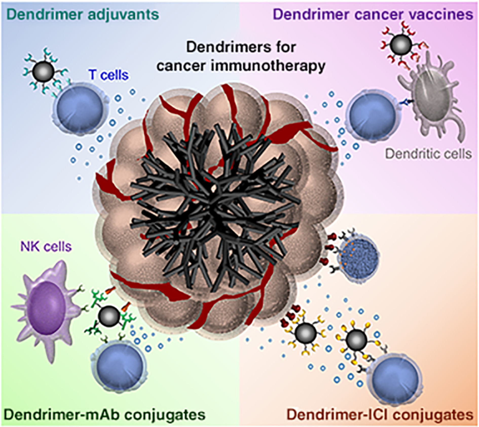 Dendrimers for cancer immunotherapy: Avidity‐based drug delivery vehicles for effective anti‐tumor immune response