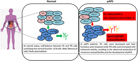 Follicular helper and follicular regulatory T cell subset imbalance is associated with higher activated B cells and abnormal autoantibody production in primary anti‐phospholipid syndrome patients