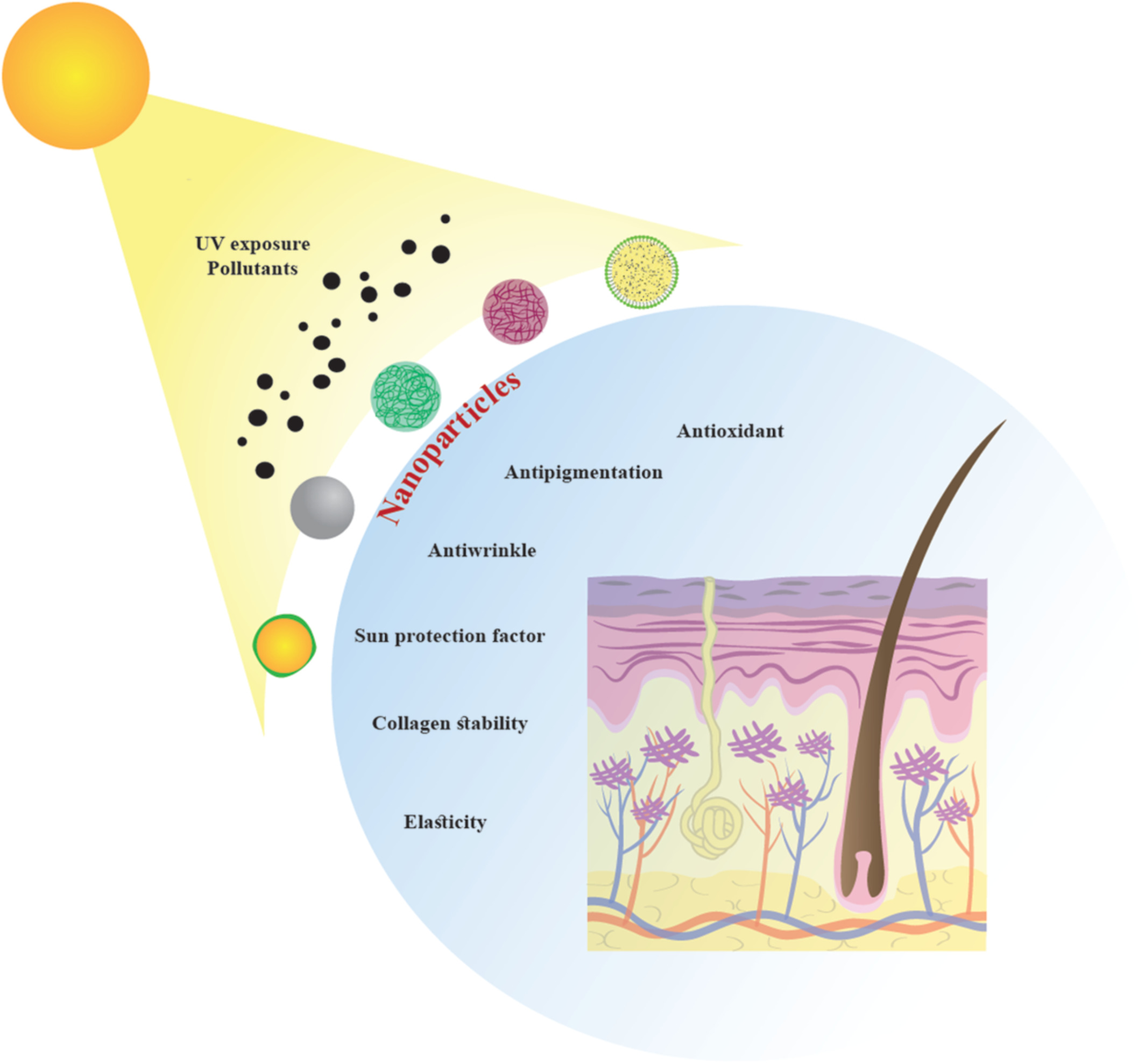 Nanoparticle platforms for dermal antiaging technologies: Insights in cellular and molecular mechanisms