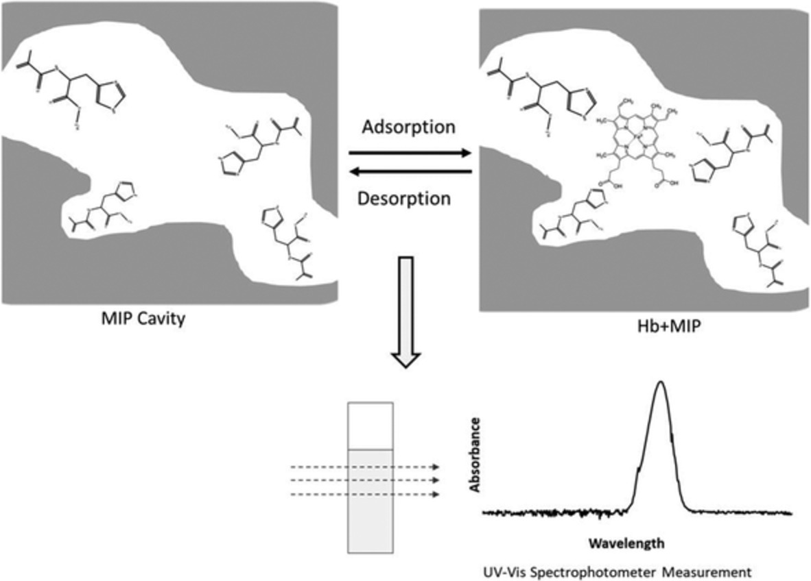 Recognition of human hemoglobin with macromolecularly imprinted polymeric nanoparticles using non‐covalent interactions