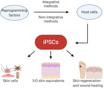 Recent advances in the induced pluripotent stem cell‐based skin regeneration