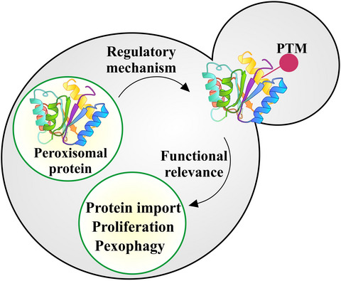 Post‐translational modifications of proteins associated with yeast peroxisome membrane: An essential mode of regulatory mechanism