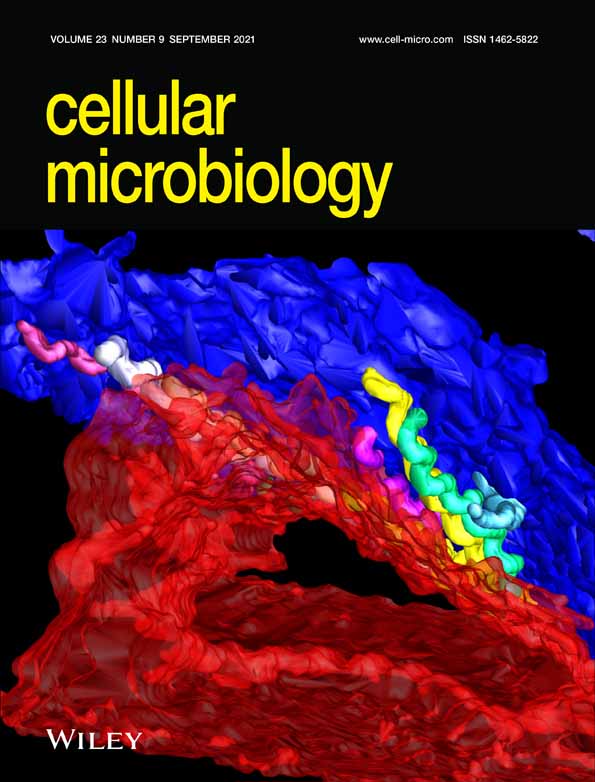 The fungivorous amoeba Protostelium aurantium targets redox homeostasis and cell wall integrity during intracellular killing of Candida parapsilosis