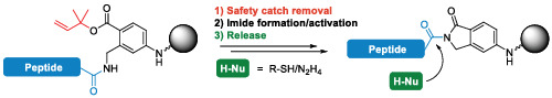 Safety‐catch linkers for Fmoc solid‐phase synthesis of peptide thioesters and hydrazides by amide‐to‐imide activation