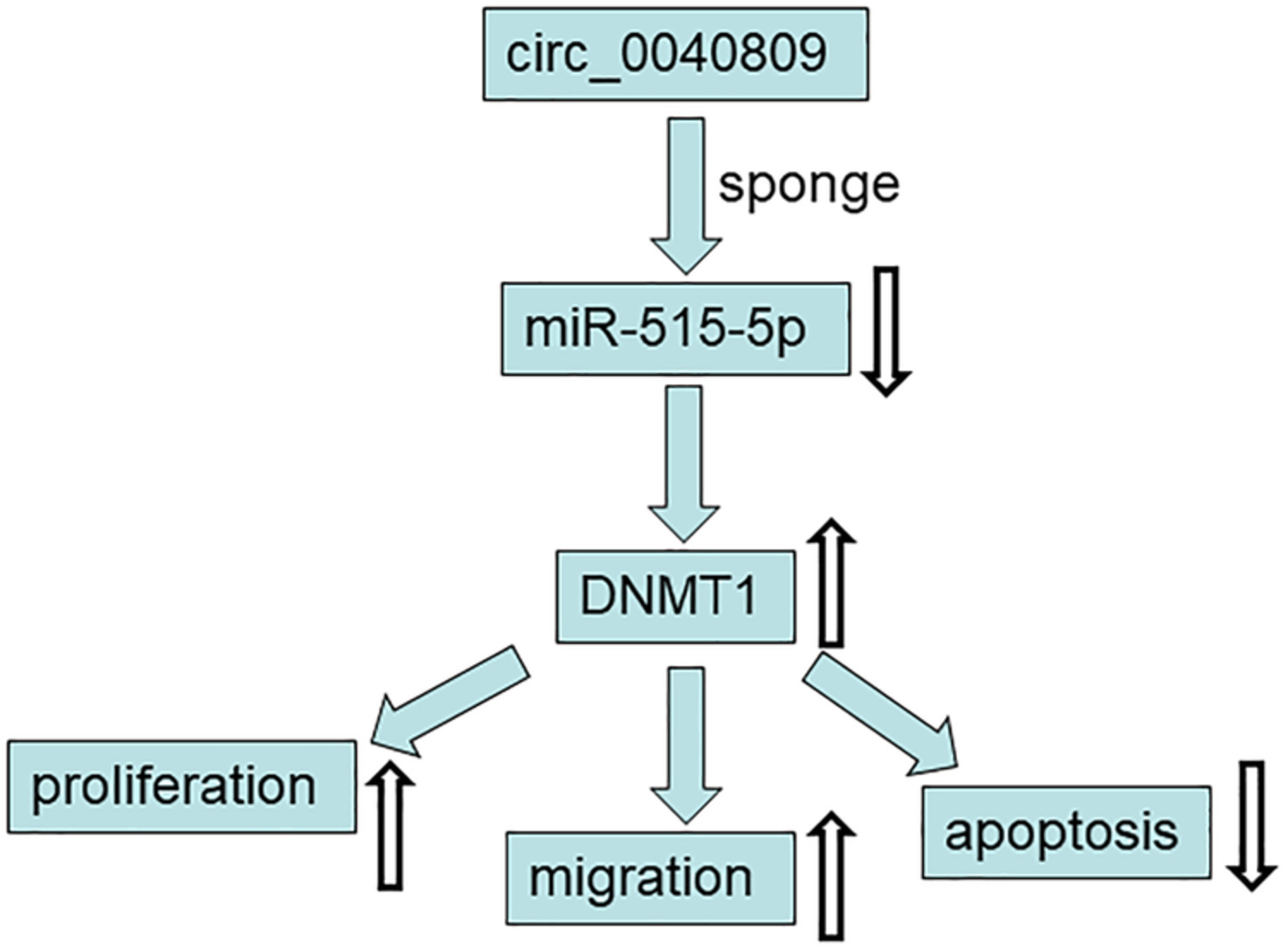Hsa_circ_0040809 regulates colorectal cancer development by upregulating methyltransferase DNMT1 via targeting miR‐515‐5p