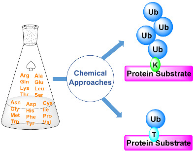 Chemical approaches for the preparation of ubiquitinated proteins via natural linkages